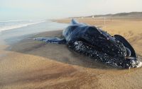 Encontraron una ballena muerta en Pinamar y es la segunda de la semana