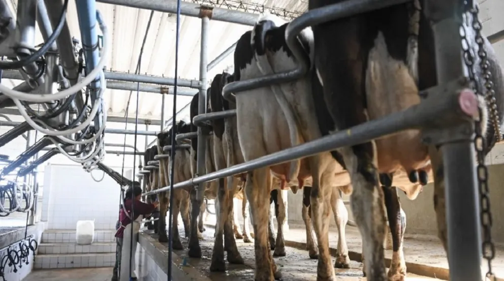 Las exportaciones lácteas argentinas crecen y mejora el consumo interno |  Infobrisas | Noticias de Mar del Plata y la zona