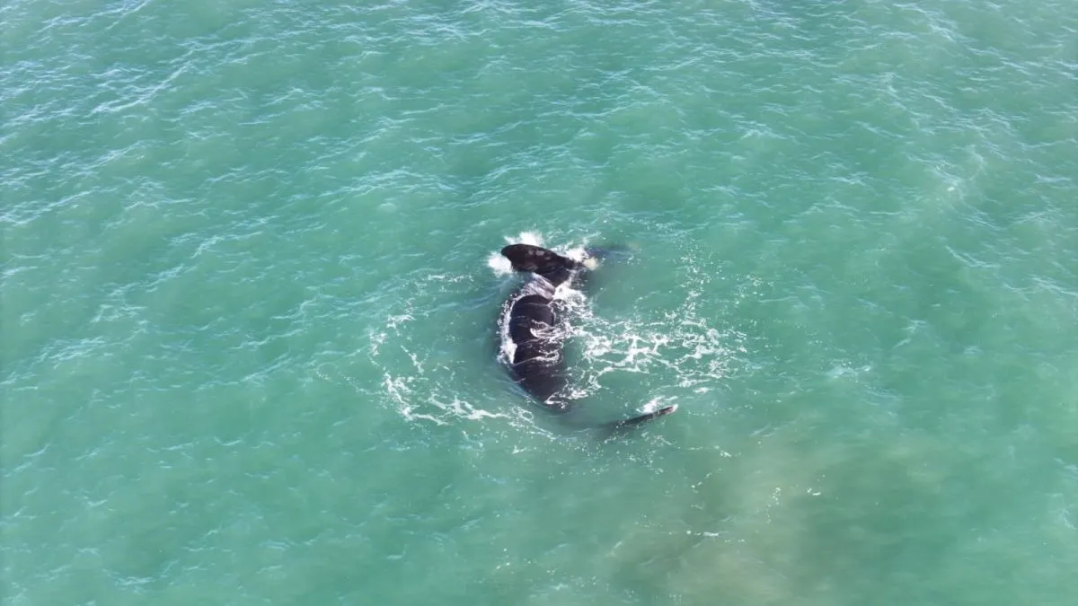 ¡Ballena en Playa Dorada! ¿Nafta o aventura marina?