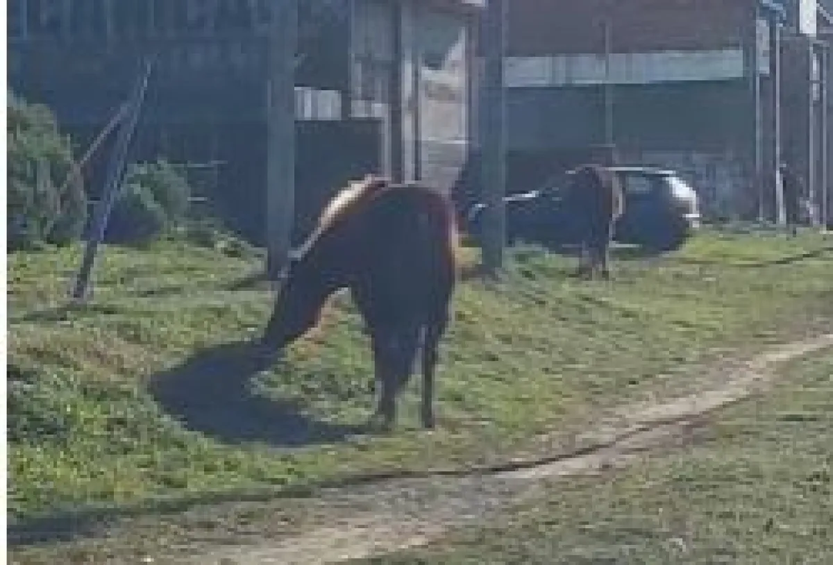 ¡Caballos sueltos en MDP! ¿Alguna leyenda urbana en acción?