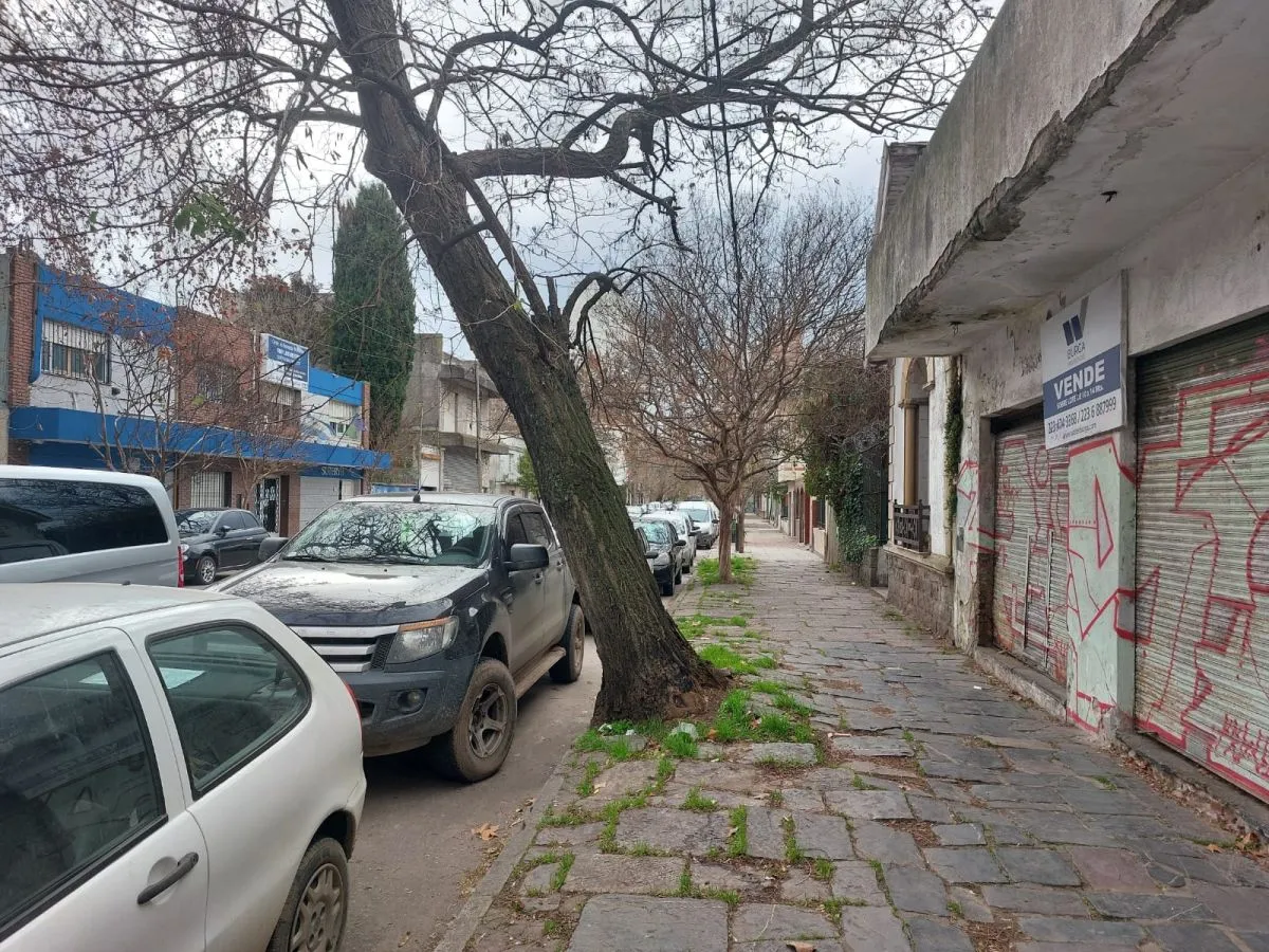 Vecinos en pánico: ¡árbol a punto de caerse en MDP!