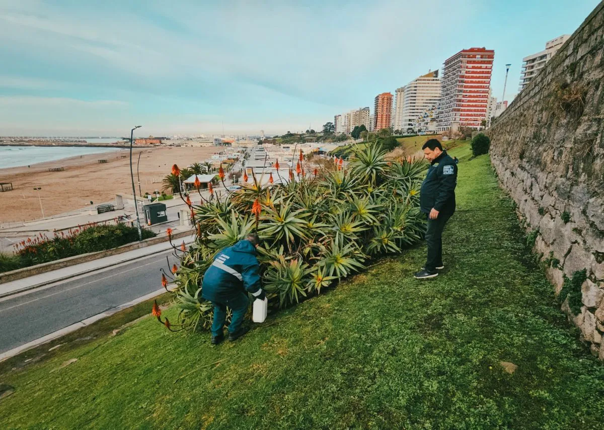 ¿Mar del Plata sin roedores? Operativo GamerCraft